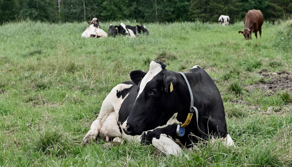 Mustavalkoinen lehmä makaa nurmilaitumella ja taustalla muita lehmiä.